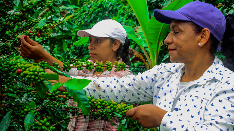 PA�콢��(�й���)����