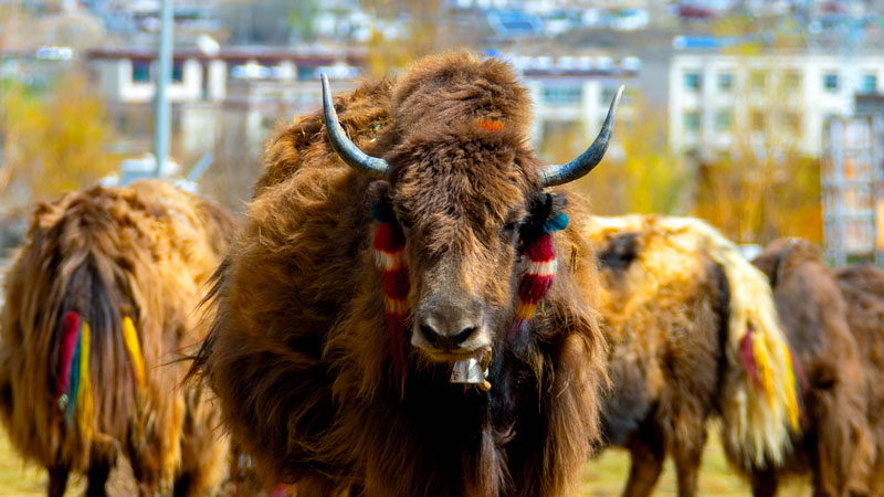 PA�콢��(�й���)����