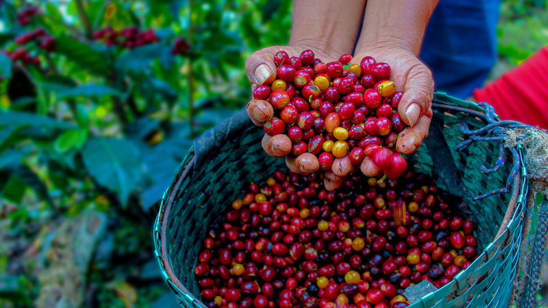 PA�콢��(�й���)����