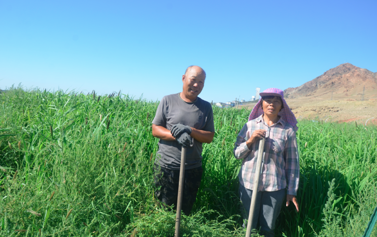 �����������ǲݻ���